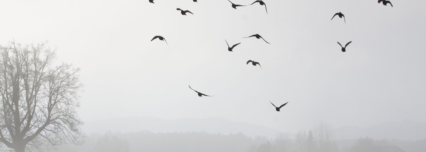 Nebel