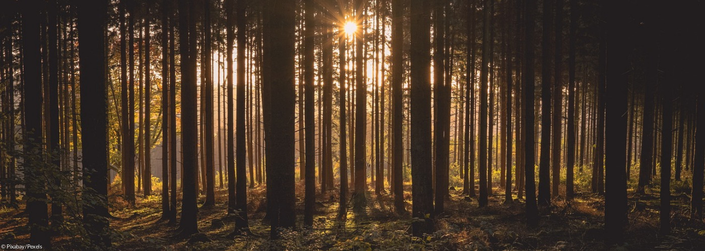 Wald mit Sonnenstrahlen durch die Bäume