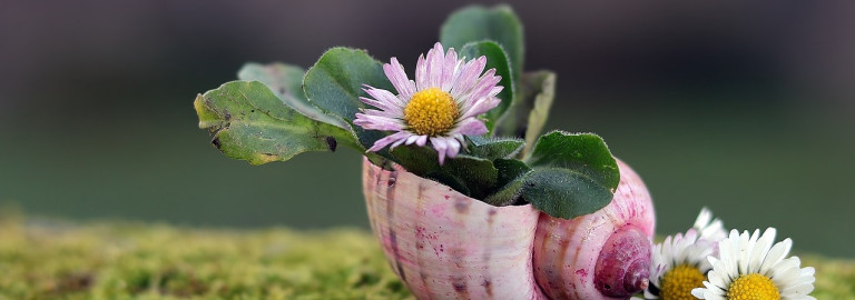 Gänseblümchen in einem Schneckenhaus