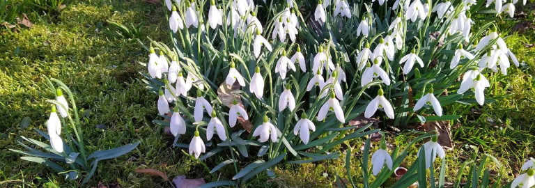 Schneeglöckchen